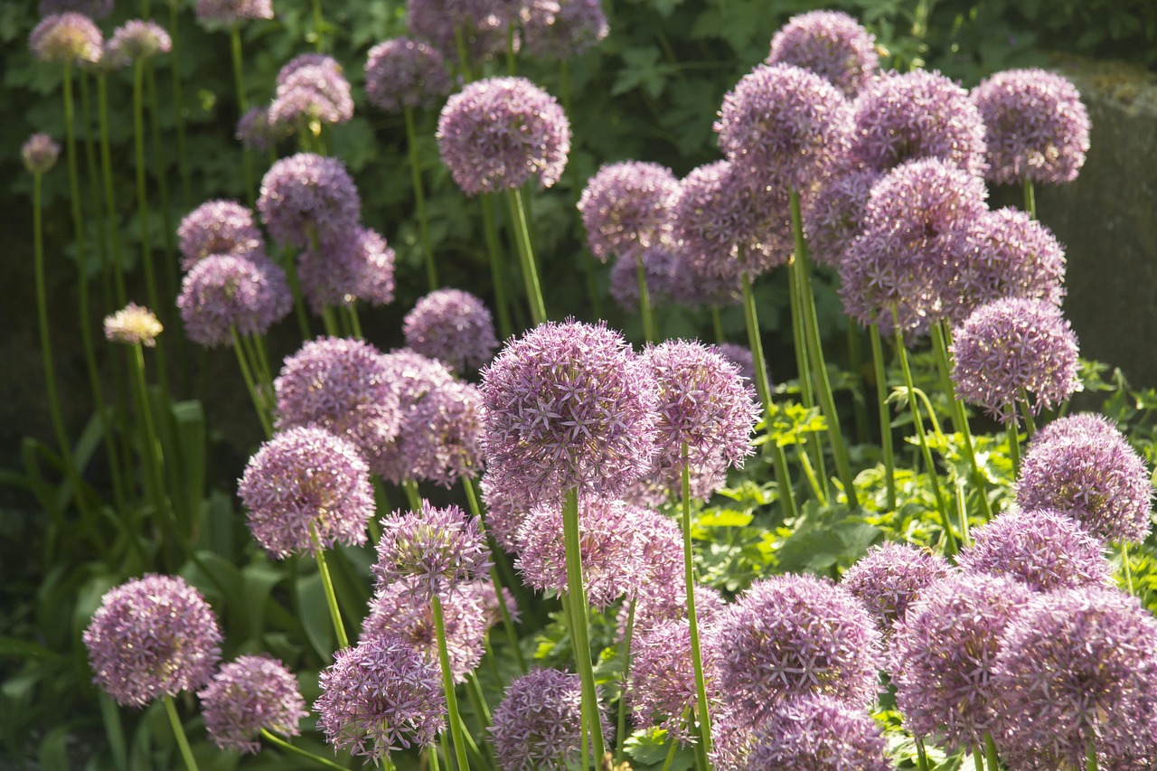 Sztuka tworzenia przestrzeni zewnętrznych – jak dobrze zaprojektować ogród?