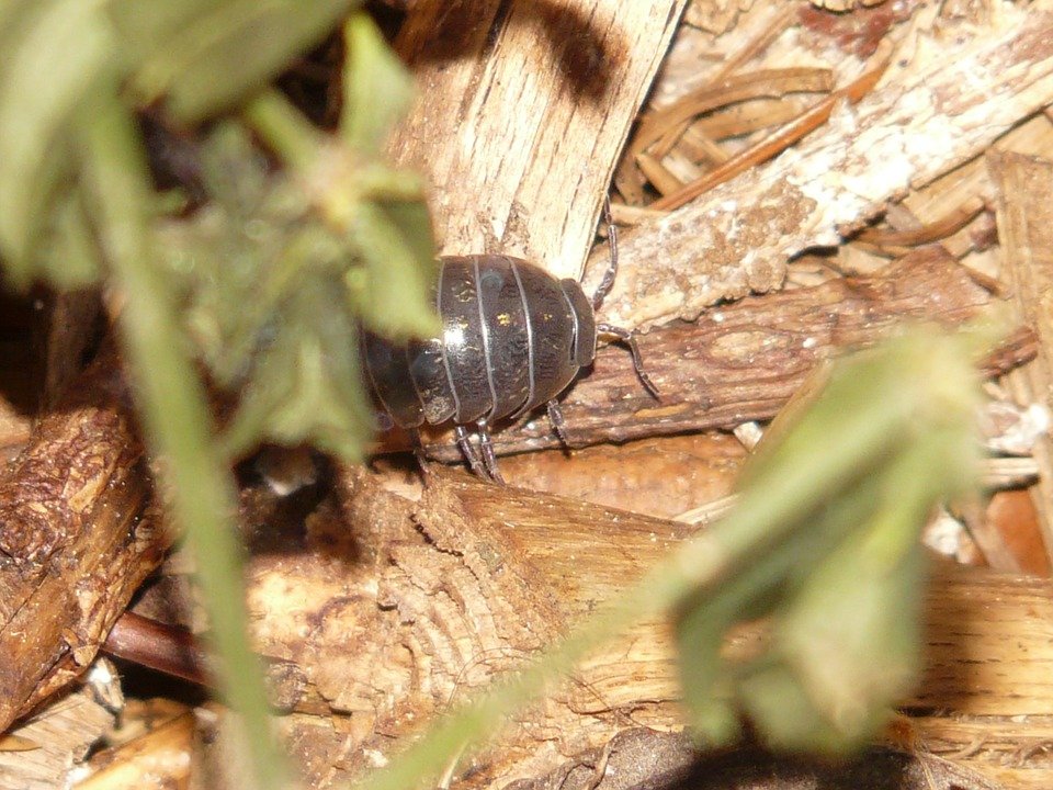 Prosionek szorstki – wszystko co musisz wiedzieć!